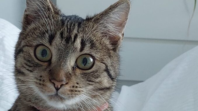 Gato1