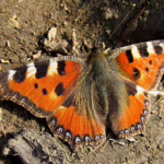 Babočka kopřivová